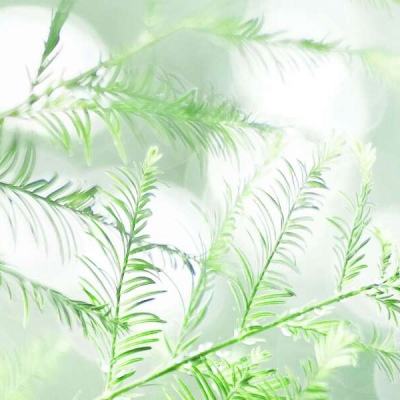 蜀山正传果盘版下载